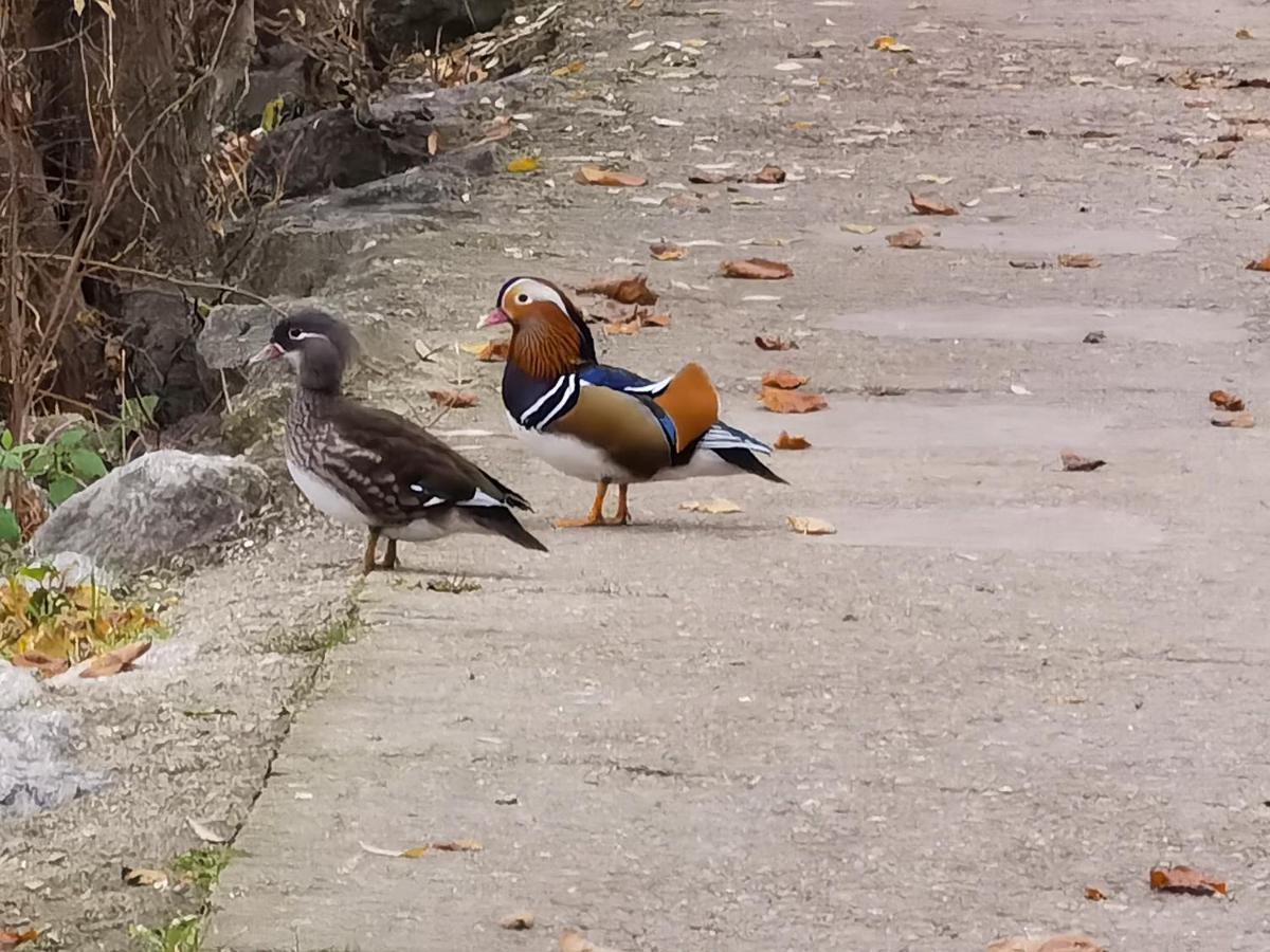 马恩河畔莱佩尔勒Les Pingouins De La Marne住宿加早餐旅馆 外观 照片