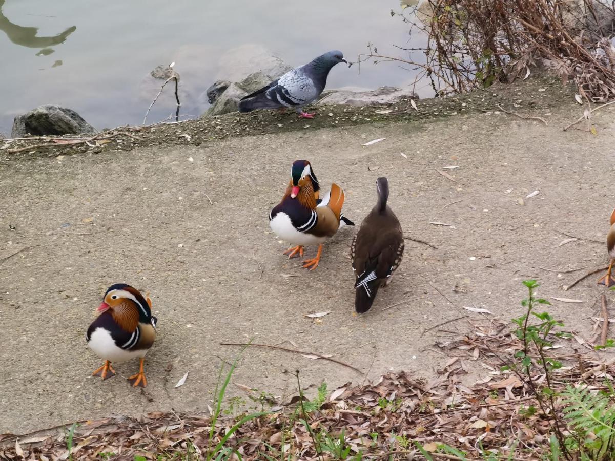马恩河畔莱佩尔勒Les Pingouins De La Marne住宿加早餐旅馆 外观 照片